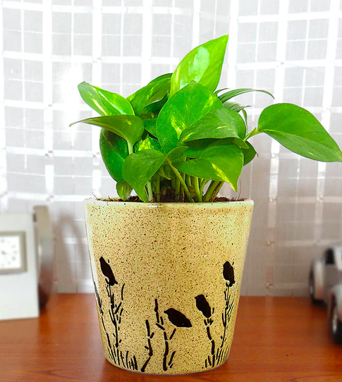 Natural Money Plant in Brown Bucket Aroez Pot by Rolling Nature Funriture20